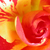 Portocaliu - Trandafir pentru straturi Floribunda - Citrus Splash